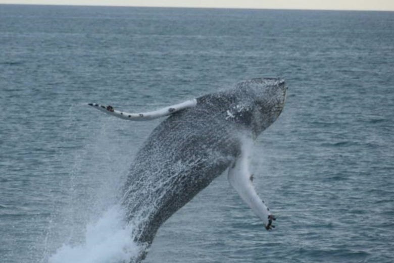 Avistamento de baleias