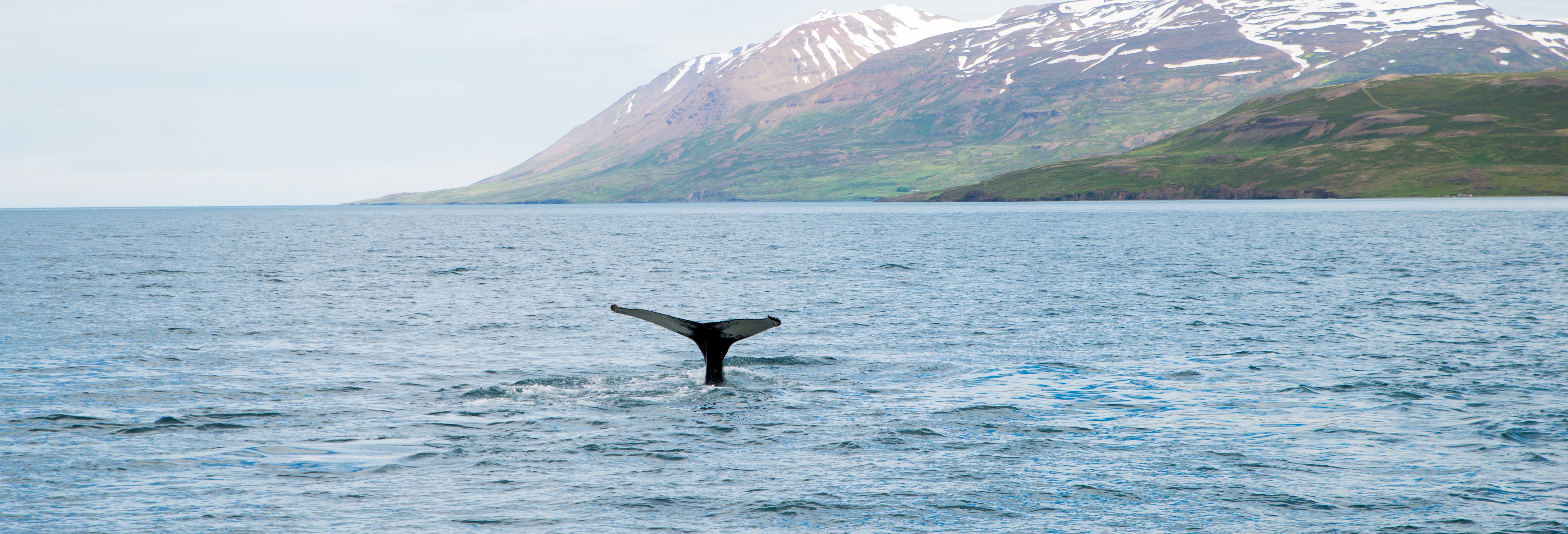 Tour de 8 días por Islandia con avistamiento de ballenas