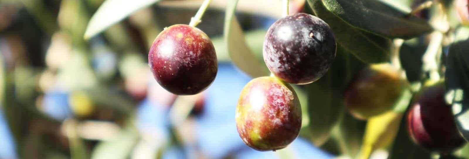 Visita guidata di un frantoio e degustazione di olio