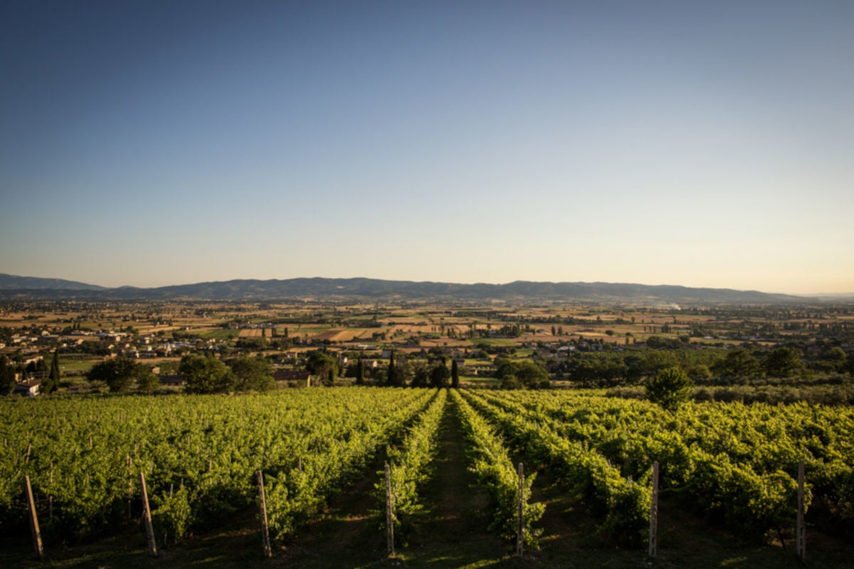 Degustazione di vino all'aria aperta da Assisi