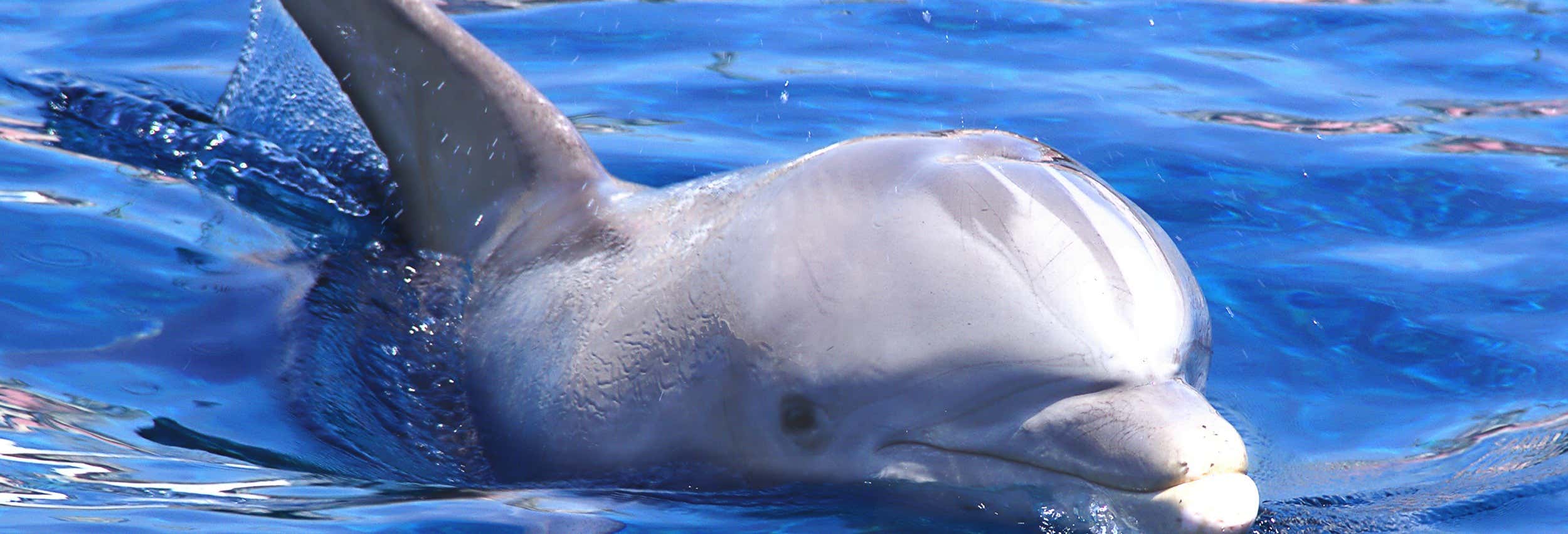 Osservazione di delfini e balene da Cala Gonone