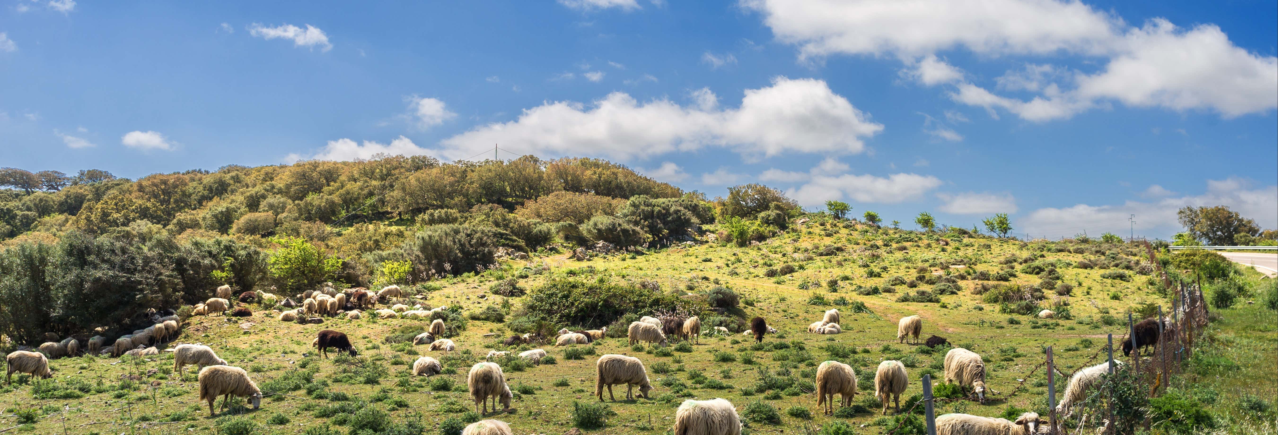 Escursione in una fattoria sarda da Cala Gonone