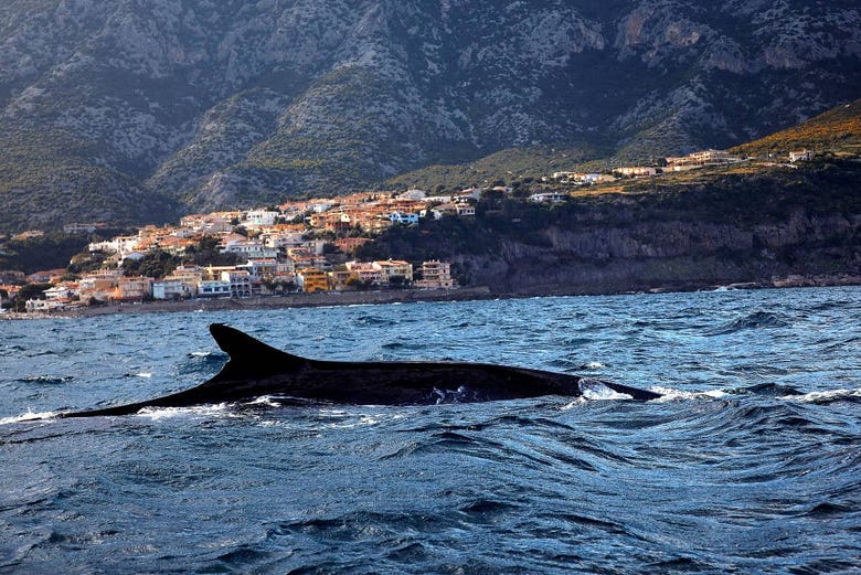 Baleia cruzando as águas do Mediterrâneo