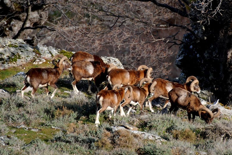 Cabras montesas en Gennargentu