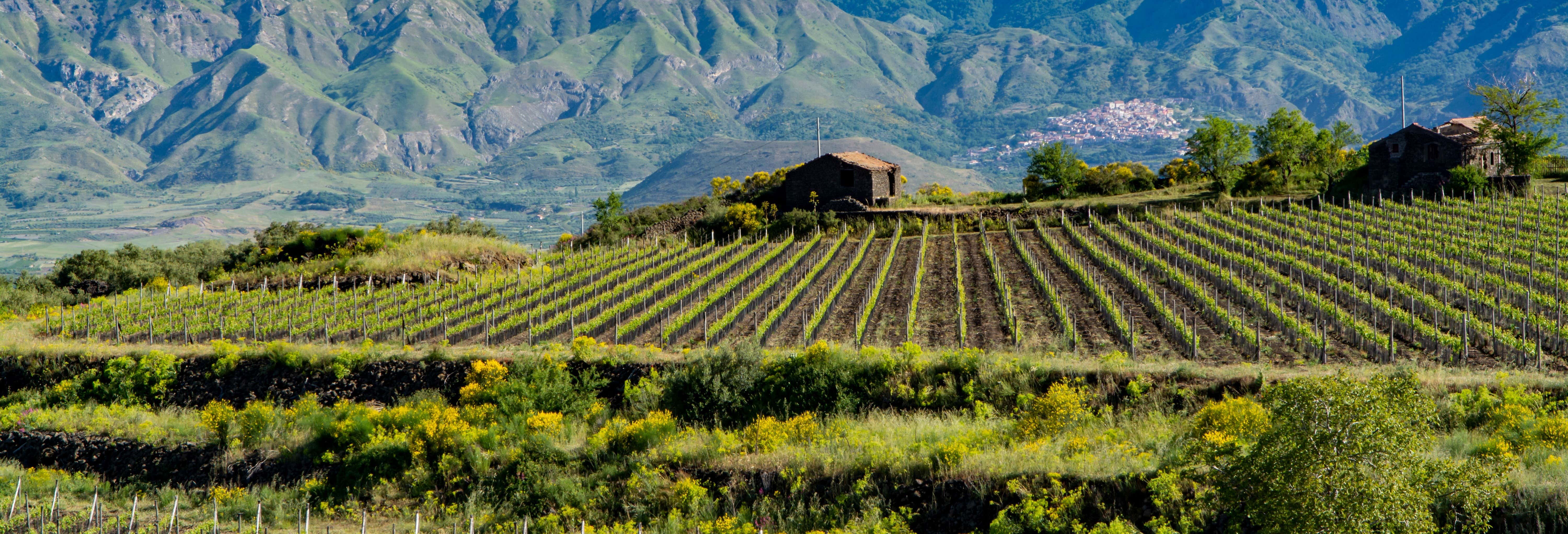 Excursión a Taormina + Visita a una bodega del Etna desde Catania