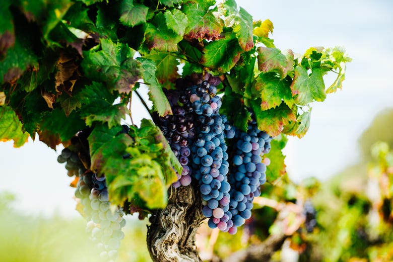 Vineyards in the Mount Etna region