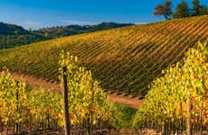 Tour do vinho por Radda in Chianti