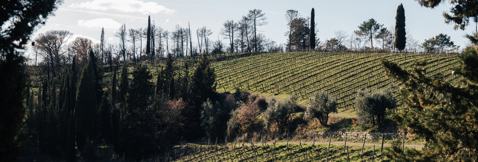 Visite autour du vin à Radda in Chianti
