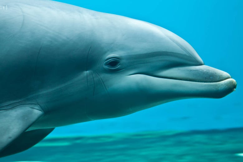 Delfines en el Acuario de Génova