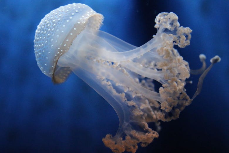 Una medusa dell'Acquario di Genova