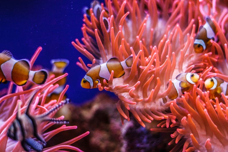 Clownfish in the Genoa Aquarium