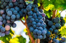 Degustação de vinhos no Vale de Itria