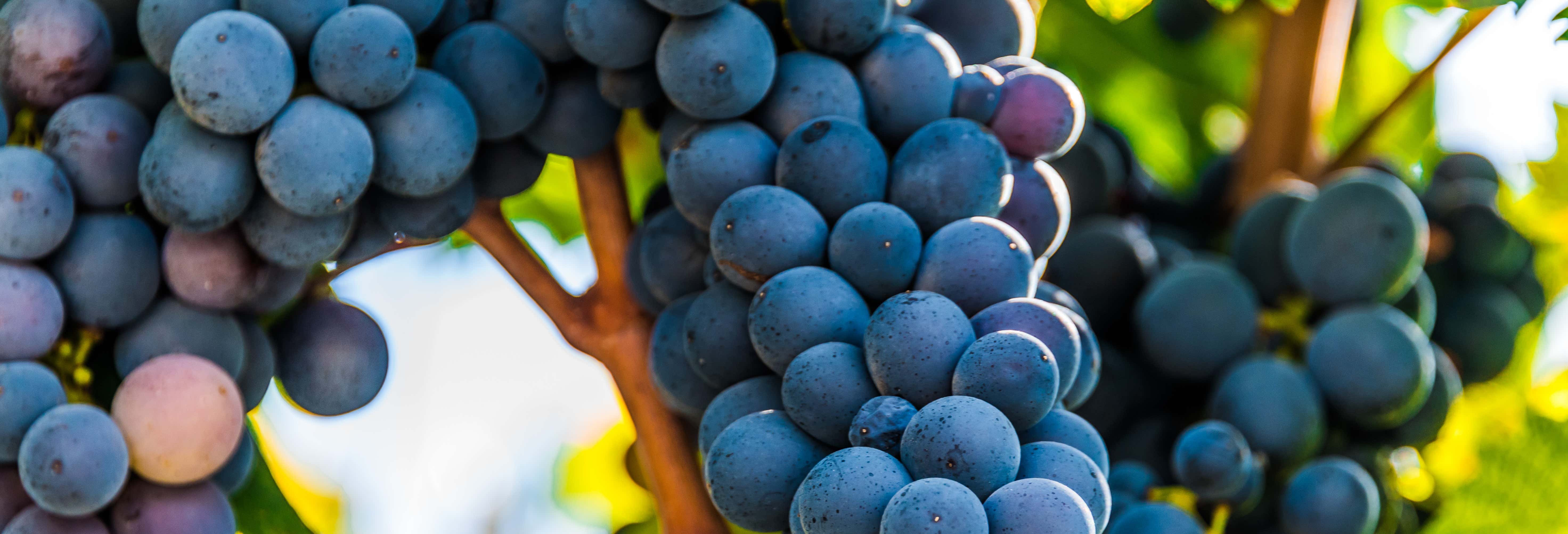 Degustazione di vino nella Valle d'Itria