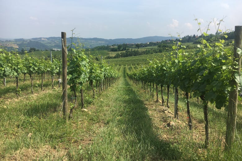 Oltrepò Pavese's vineyards