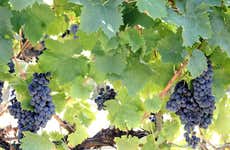 Visita guidata di una cantina con degustazione