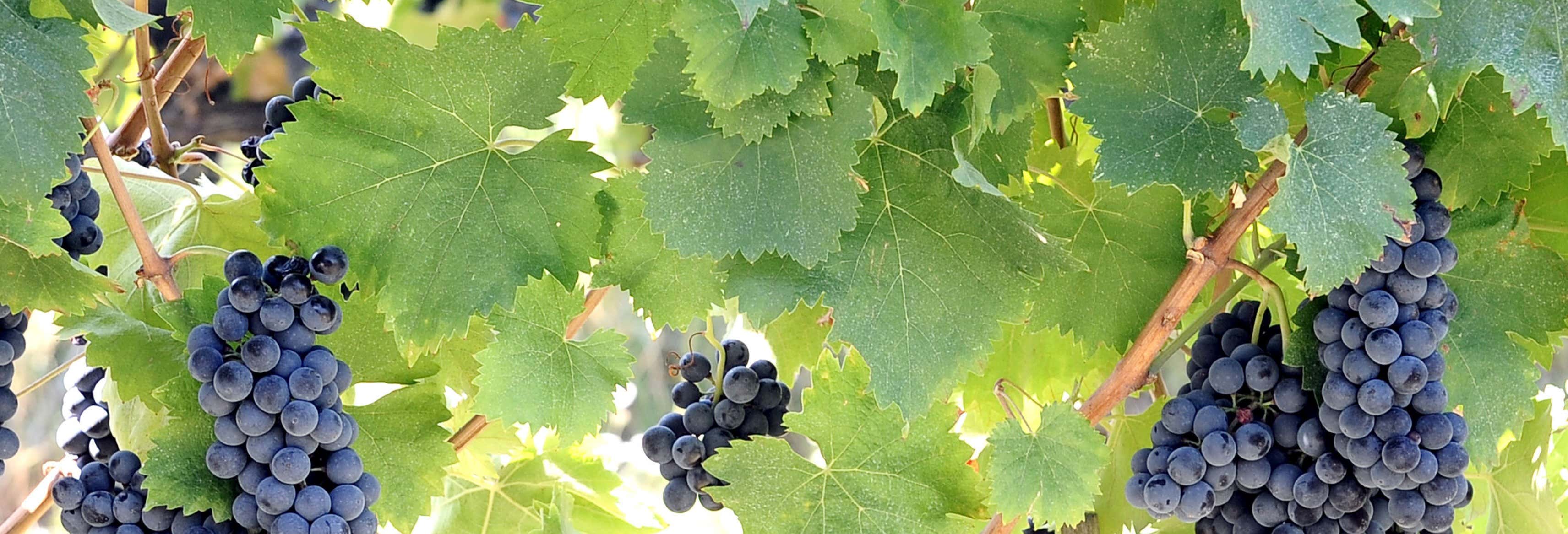 Visita guidata di una cantina con degustazione