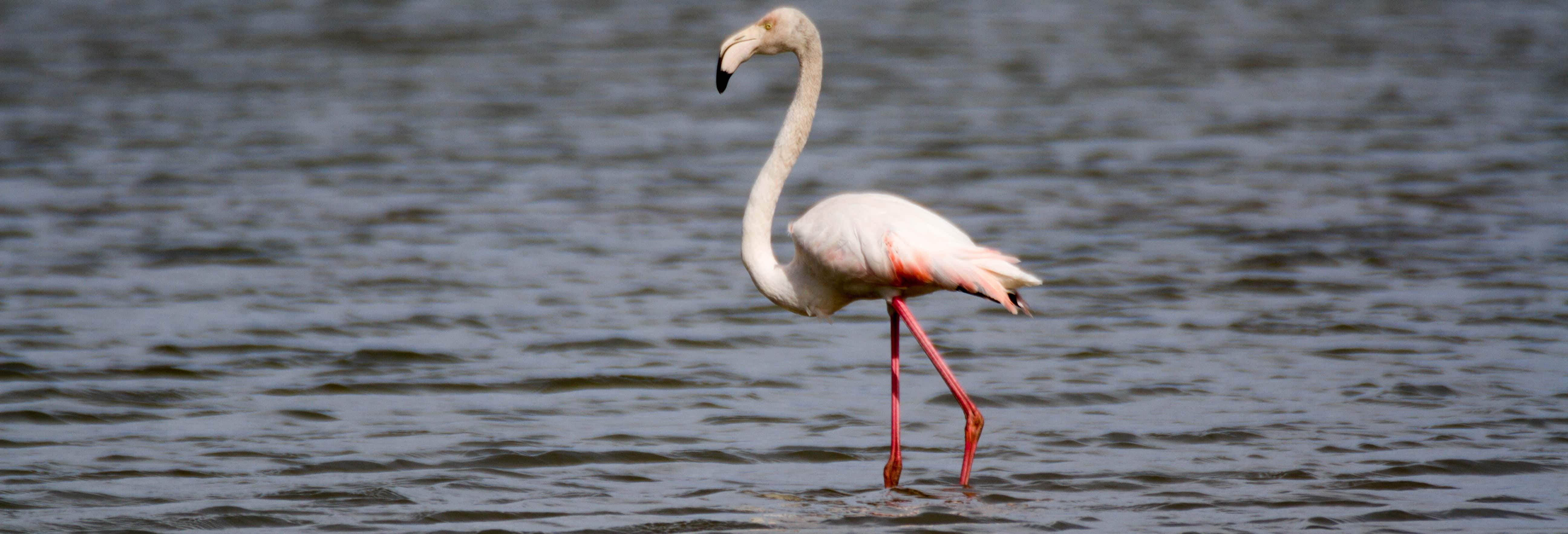 Senderismo por la Reserva Natural de Vendicari