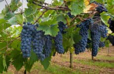 Mamoiada Winery Tour
