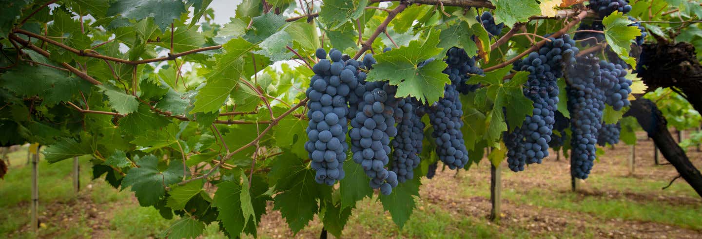 Excursión a una bodega de Mamoiada