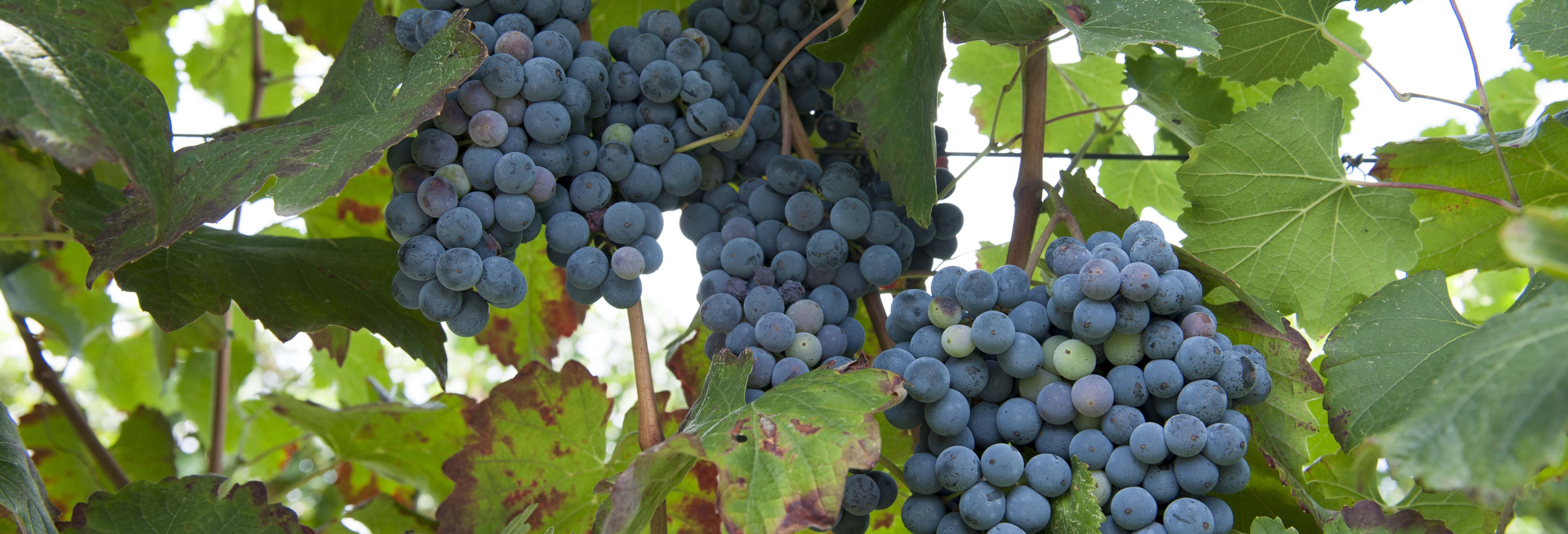 Tour privado a una bodega de Lambrusco