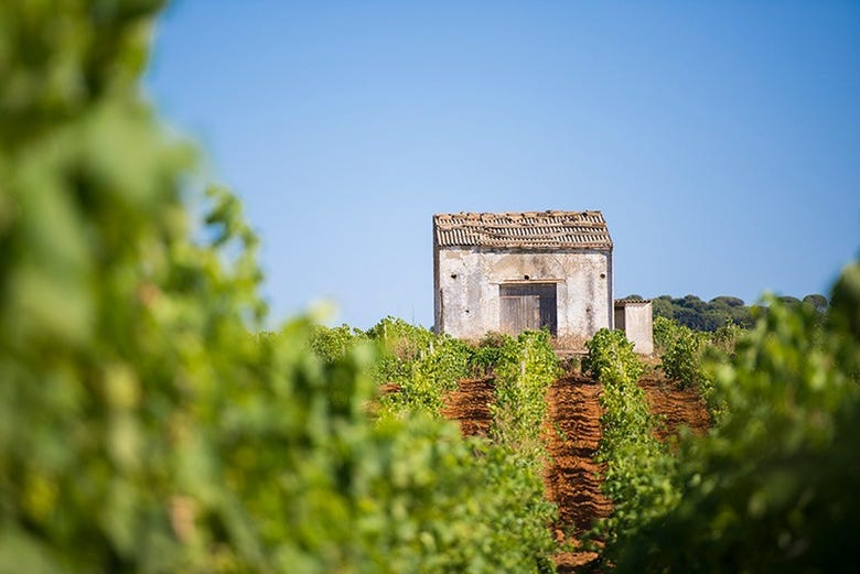 Giro in calesse nella campagna siciliana + Degustazione di vino da Partinico