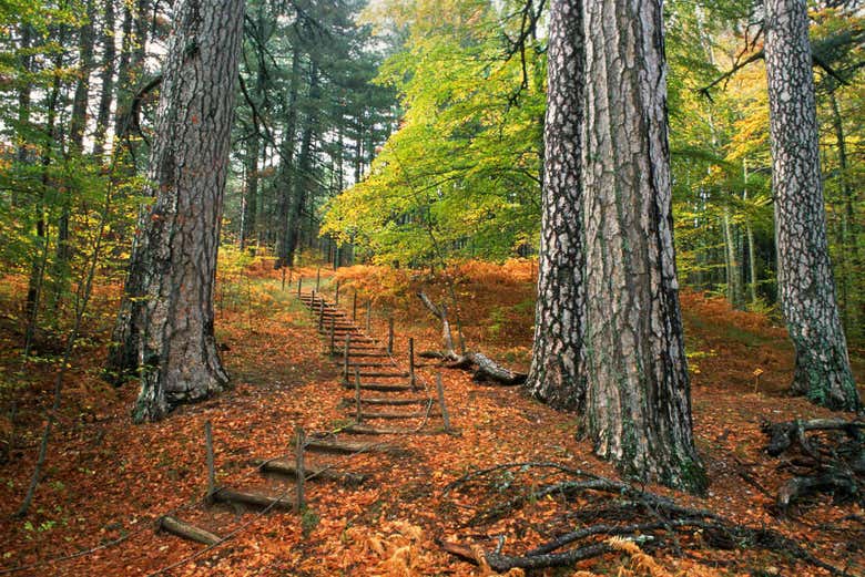 La rigogliosa vegetazione del parco della Sila