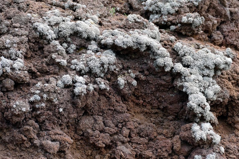 Antiguas coladas de lava en las colinas del Vesubio