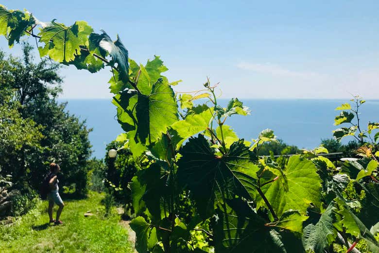 Tour dei vigneti di Prosecco