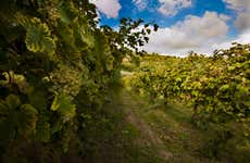 Tour pelos vinhedos de Prosecco