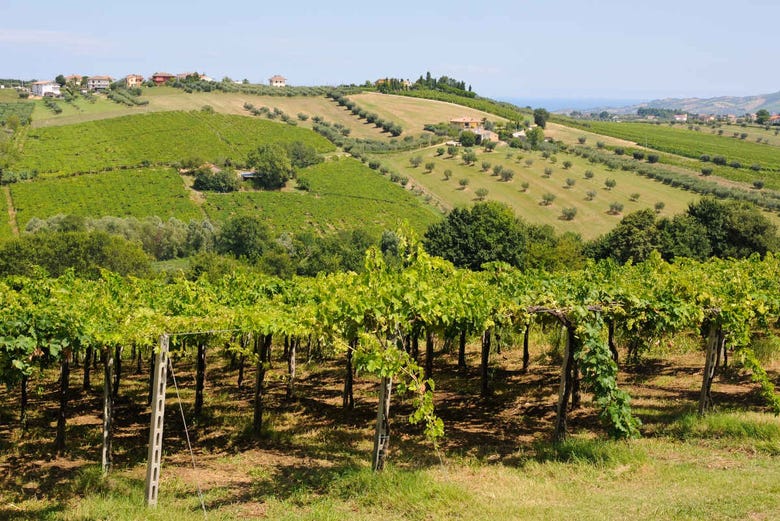 Vinhedos da comarca vinícola de Montepulciano