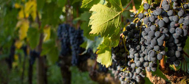 Montalcino Wine Tour