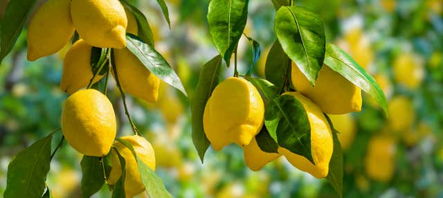 Lemon Grove Tour
