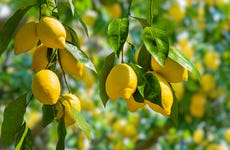 Tour del limone