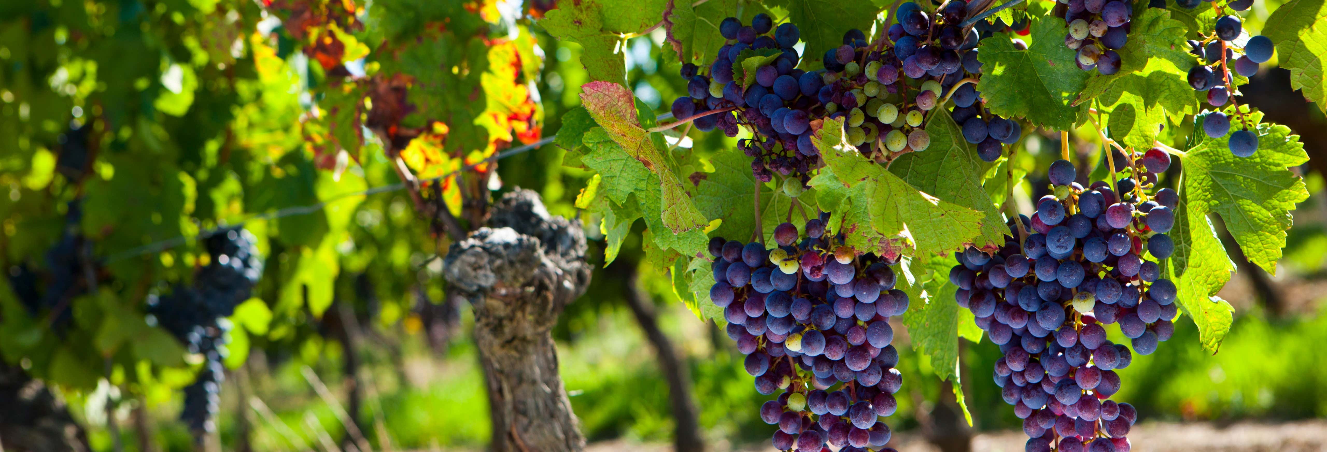 Tour por Taormina + Visita a una bodega del Etna