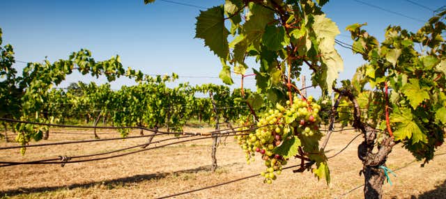 Degustação de vinhos em Trieste