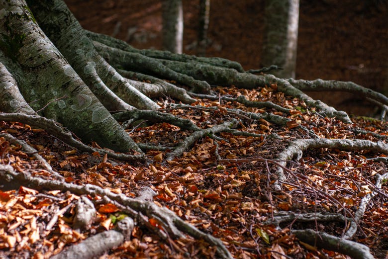 Roots of the Beech trees