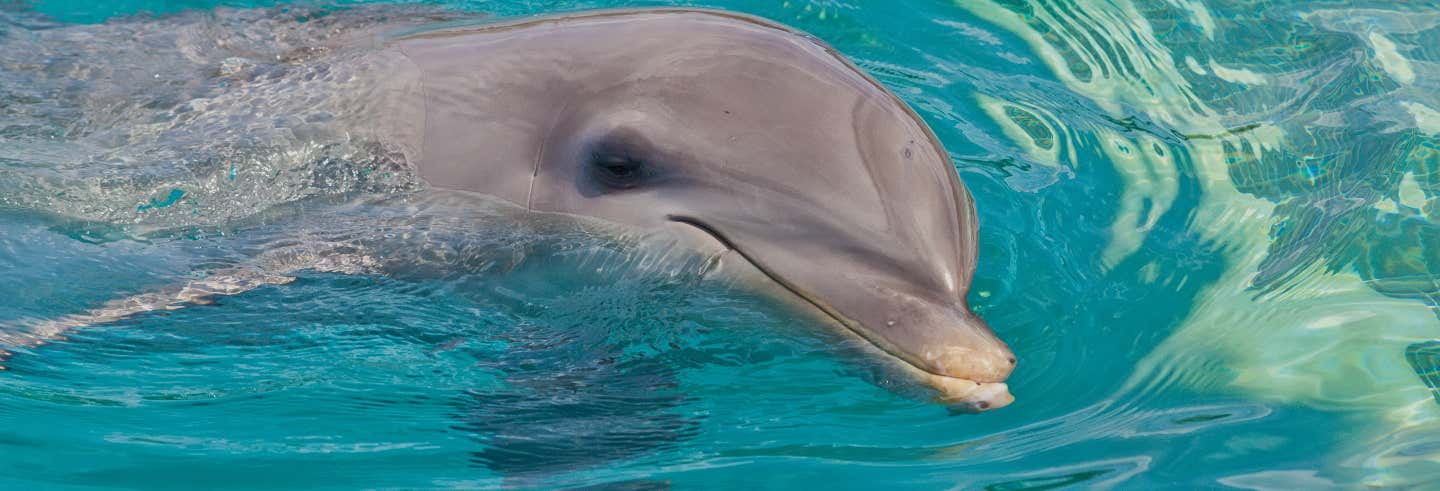 Nage avec des dauphins à Montego Bay