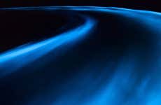 Luminous Lagoon Night Tour
