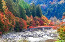 Excursion dans la vallée de Korankei et au temple d'Eiho-ji + Outlets