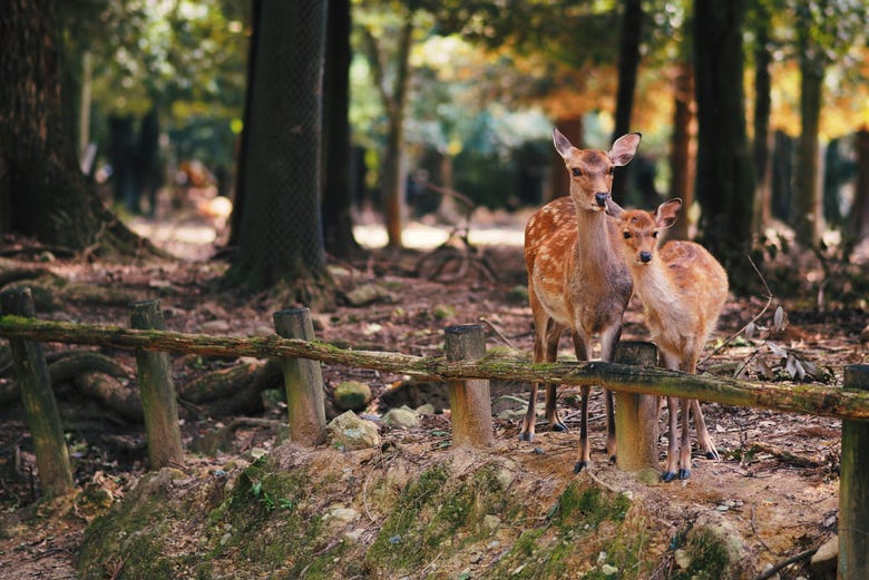 Les cerfs du parc de Nara