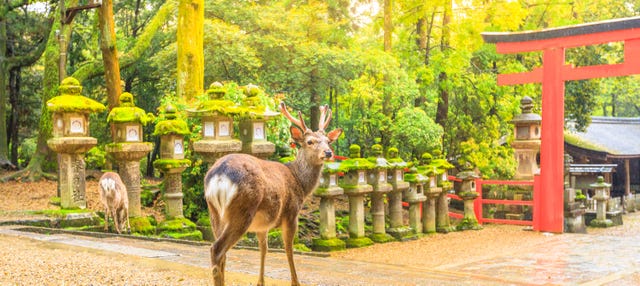 Excursión privada a Nara