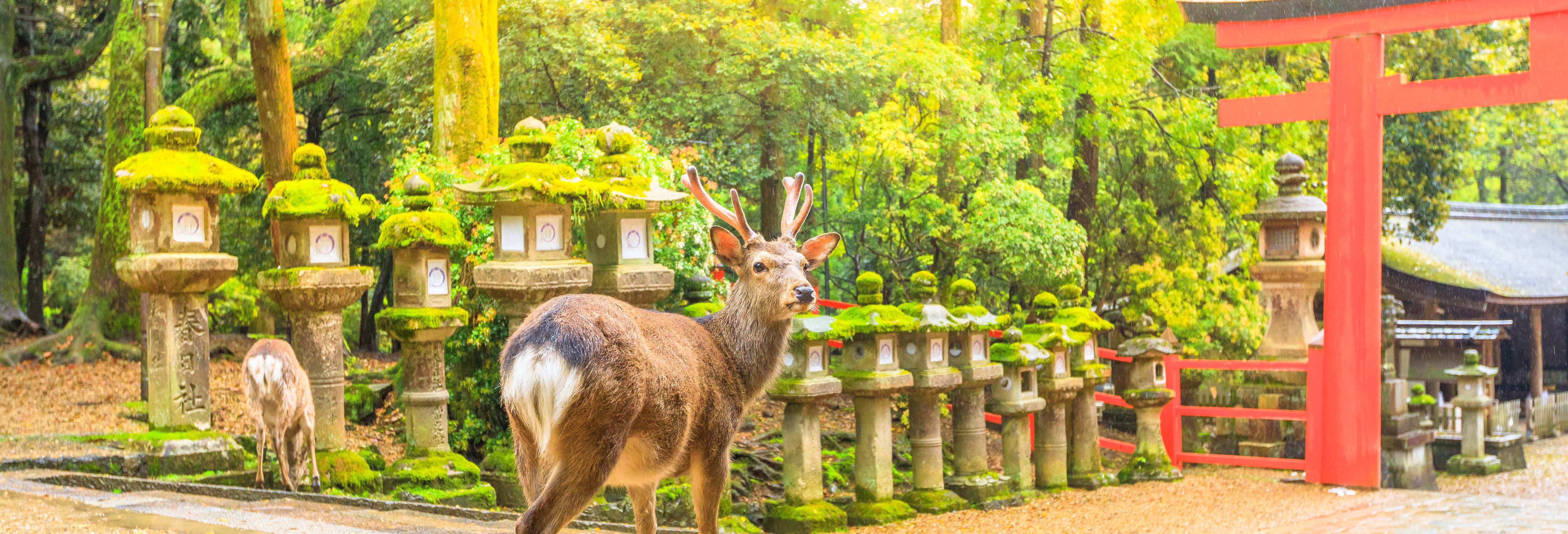 Excursión a Nara desde Osaka