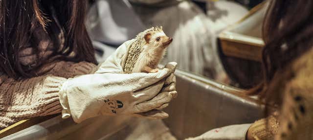 Café con nutrias, chinchillas y erizos