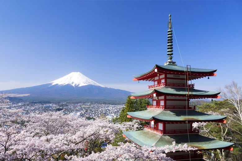 Cerejeiras floridas com o Monte Fuji de fundo