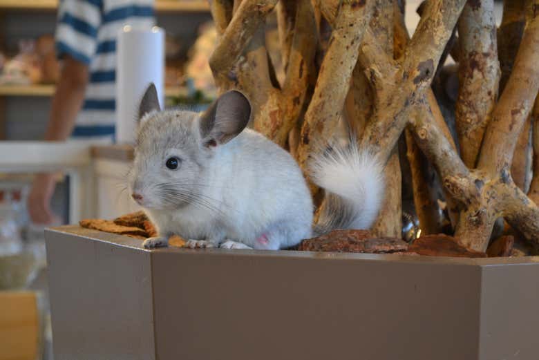 Harajuku Animal Cafe With Otters Chinchillas And Hedgehogs Tokyo