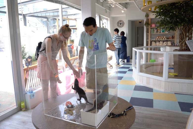 Harajuku Animal Cafe With Otters Chinchillas And Hedgehogs Tokyo