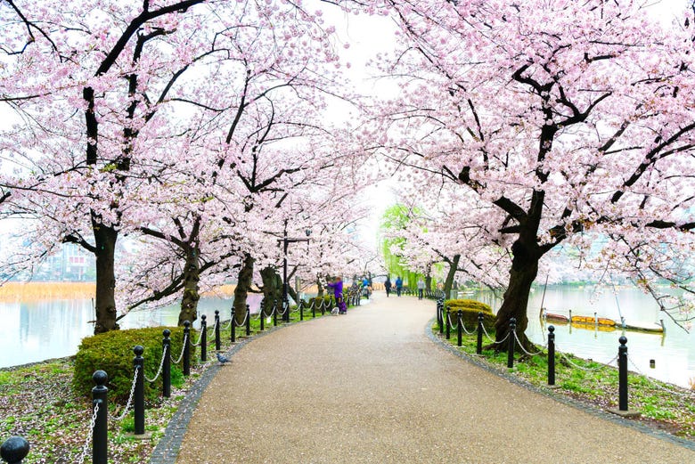 Cherry blossoms in Tokyo's Ueno Park