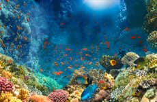 Snorkel no Mar Vermelho