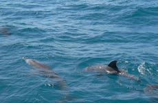 Avistamiento de delfines en el Parque Nacional Marino Kisite