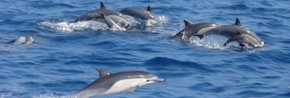 Avvistamento di delfini al Parco Nazionale Marino Kisite